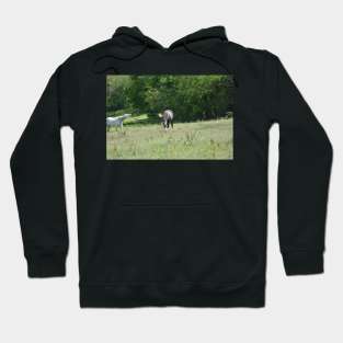 Wild Horses Hoodie